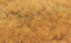 042-33544 - Grasfaser Wildgras Frühherbst, 5-6 mm (75 g)